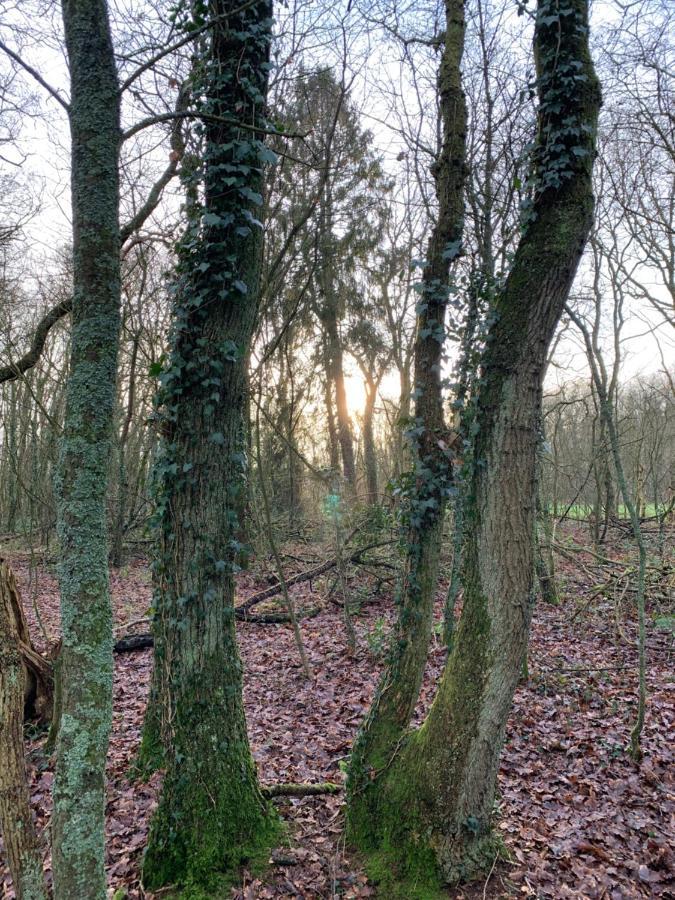 'T Holten Huus - Puur Genieten In Het Bos. Norg Екстер'єр фото